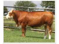 LOT 29 - RTOP MS AINSLEY 0117H