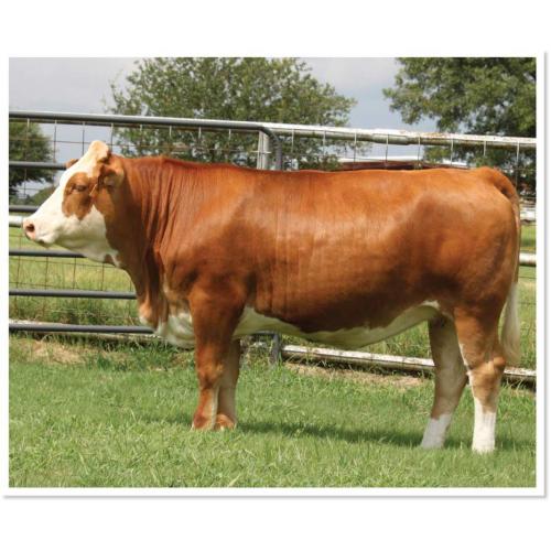 LOT 29 - RTOP MS AINSLEY 0117H