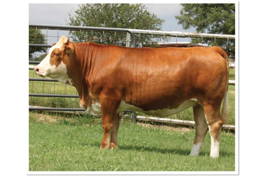 LOT 29 - RTOP MS AINSLEY 0117H