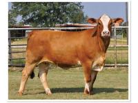 LOT 30 - WHR SWEET SUE - SELLS CHOICE WITH LOT 41 - PRR CYNTHIA 114H
