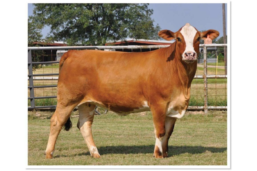 LOT 30 - WHR SWEET SUE - SELLS CHOICE WITH LOT 41 - PRR CYNTHIA 114H