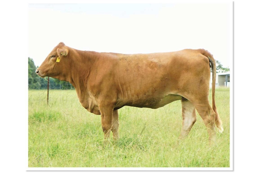 LOT 31 - HENSBROS MS H65 - SELLS CHOICE WITH LOT 35 - JLCS MS BELLA H414