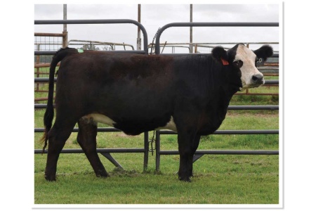 LOT 33 - ABS MISS 223H