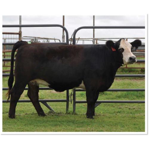 LOT 33 - ABS MISS 223H