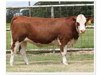 LOT 34 - RTOP MS CORABELL 0124H