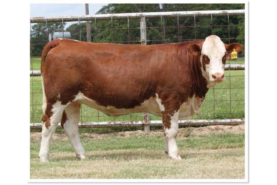 LOT 34 - RTOP MS CORABELL 0124H