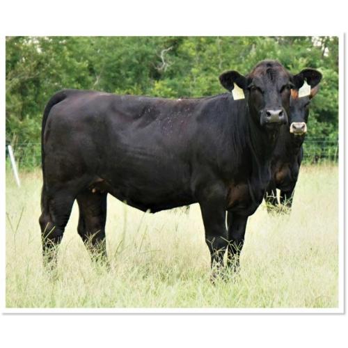 LOT 35 - JLCS MS BELLA H414 - SELLS CHOICE WITH LOT 31 - HENSBROS MS H65