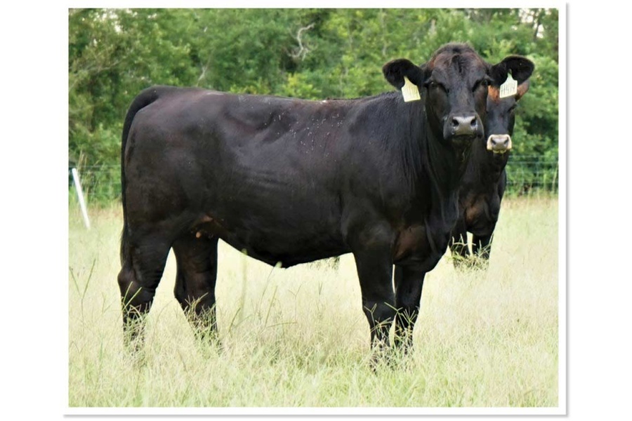 LOT 35 - JLCS MS BELLA H414 - SELLS CHOICE WITH LOT 31 - HENSBROS MS H65