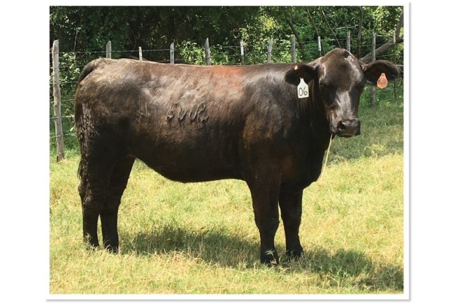 LOT 36 - SWR BLACK TEARDROP