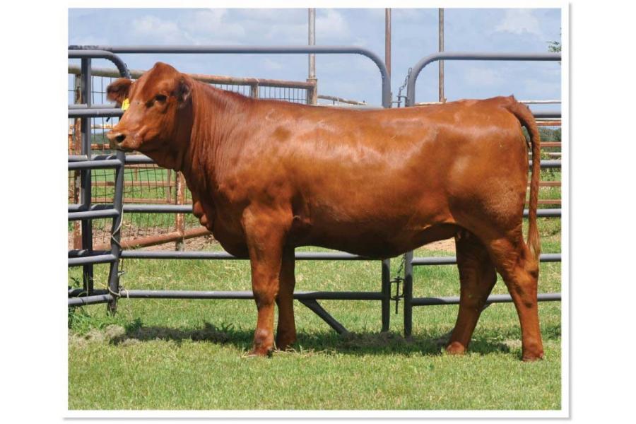 LOT 39 - MS STRACK H173 - SELLS CHOICE WITH LOT 27 - MS STRACK G136