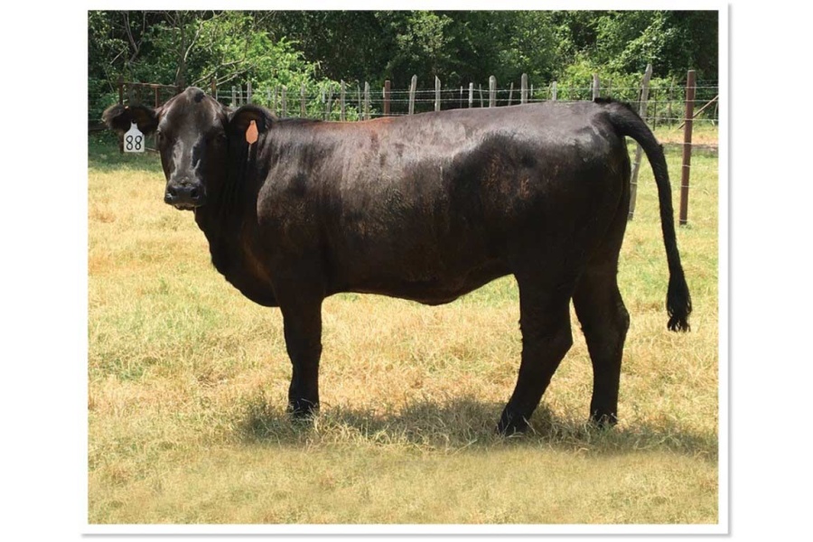 LOT 40 - SWR BLACK VELVET