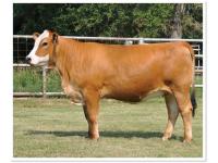 LOT 41 - PRR CYNTHIA 114H - SELLS CHOICE WITH LOT 30 - WHR SWEET SUE