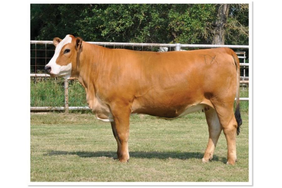 LOT 41 - PRR CYNTHIA 114H - SELLS CHOICE WITH LOT 30 - WHR SWEET SUE