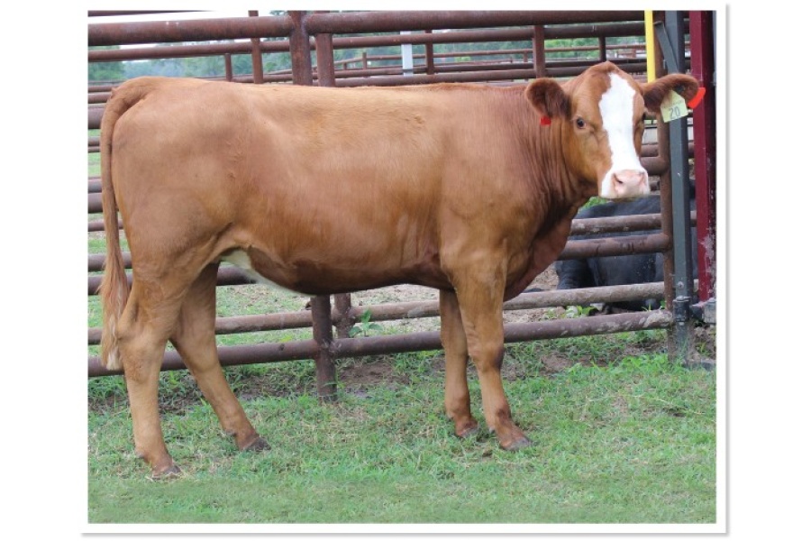 LOT 44 - 4B 62H