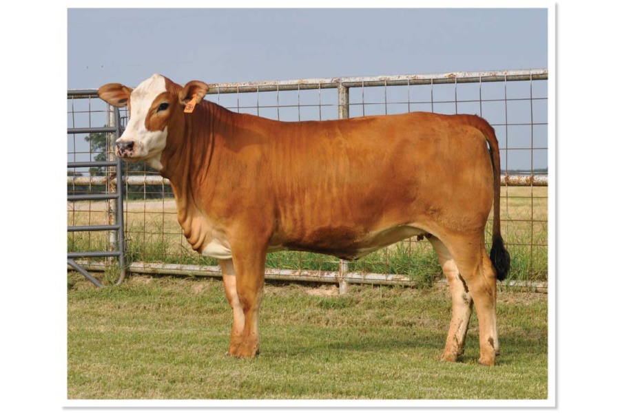 LOT 46 - PRR PASSION 138H -  SELLS CHOICE WITH LOT 28 - PRR BUBBLES 617G