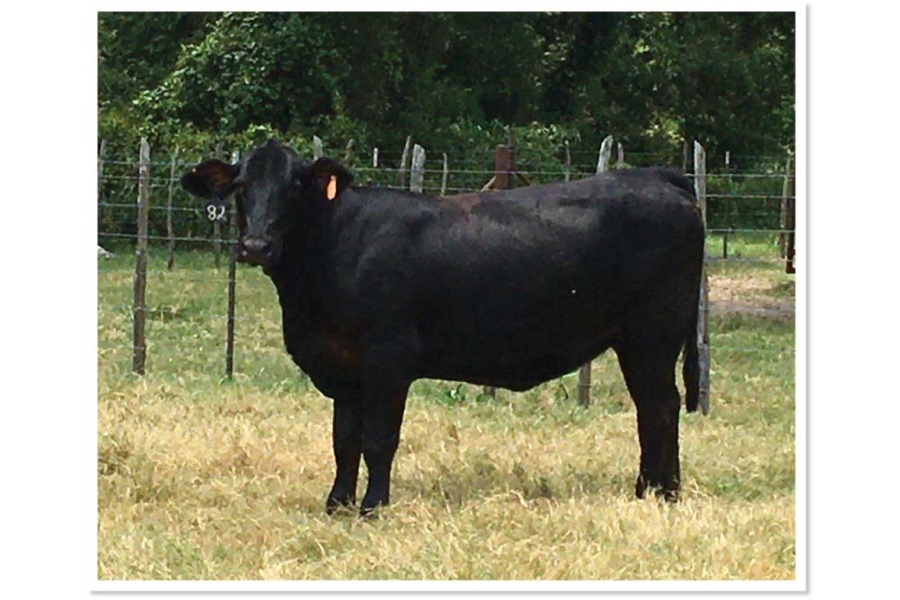 LOT 47 - SWR BLACK PETAL
