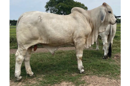 LOT 002 - RX MR. LIBERTY MACHINE 95/0