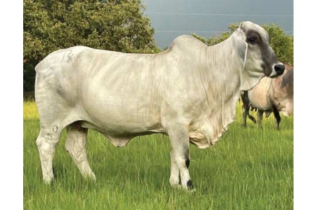 LOT 003 - MISS RX 50/5