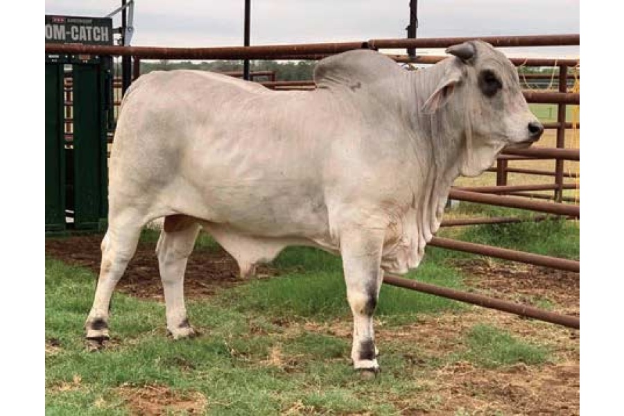 LOT 006 - BSB MR. PAPPO MANSO