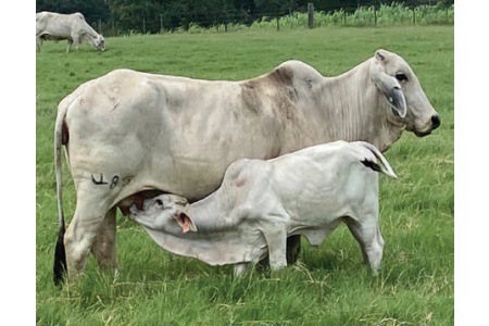 LOT 008 - MISS KALLION 485