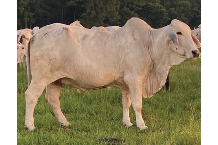 LOT 016 - RLB MISS 329