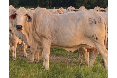 LOT 018 - SD MISS MABLE MANSO / LOT 019 - MISS ROCKIN B 221 (PICK 1)