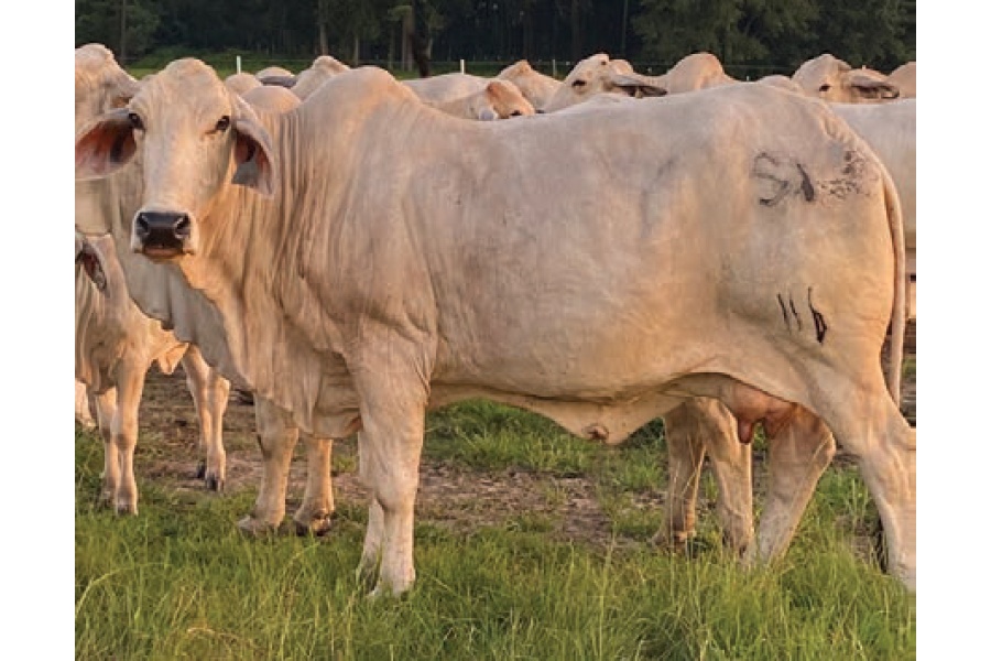 LOT 018 - SD MISS MABLE MANSO / LOT 019 - MISS ROCKIN B 221 (PICK 1)
