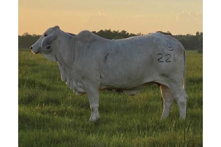 LOT 018 - SD MISS MABLE MANSO / LOT 019 - MISS ROCKIN B 221 (PICK 2)