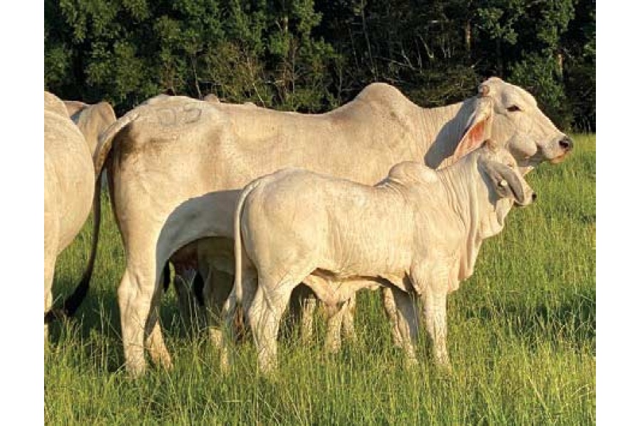 LOT 022- ANH’S BELLA 05/15