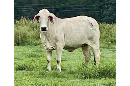 LOT 028- B&G MRS. FANCY PANTS