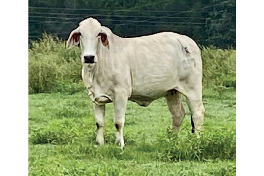 LOT 028- B&G MRS. FANCY PANTS