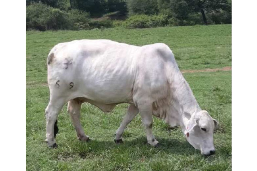 LOT 030- BNH MS. CRATAS MANSO 69