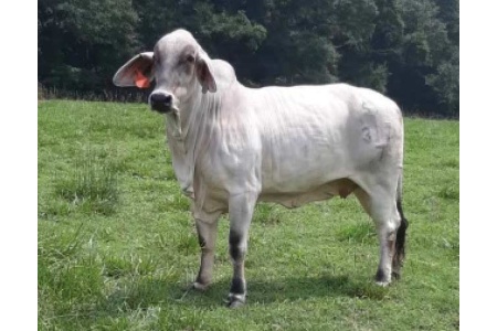 LOT 031- DS MISS 317/7