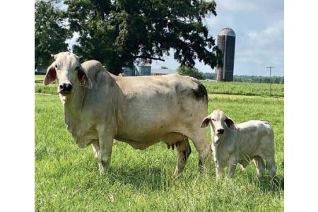 LOT 040- S PEGGY SUE MANSO