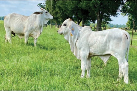 LOT 042- RB LADY POWER 45