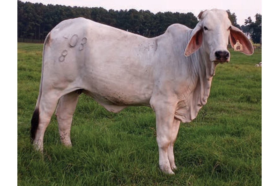 LOT 043- CIRCLE F 403/8 / LOT 044- CIRCLE F 413/8 (PICK 1)