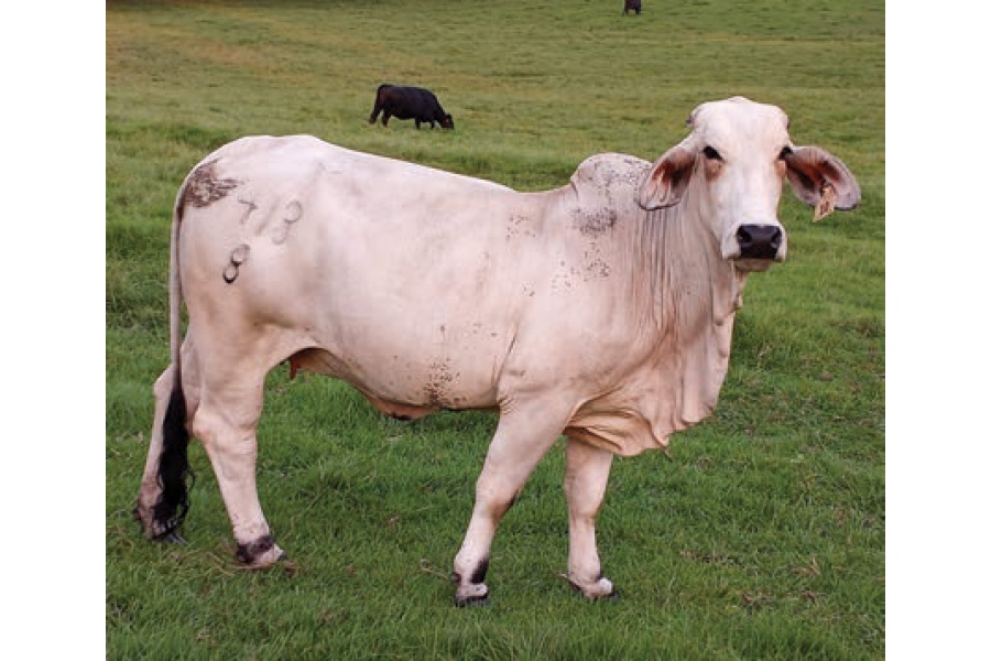 LOT 043- CIRCLE F 403/8 / LOT 044- CIRCLE F 413/8 (PICK 2)