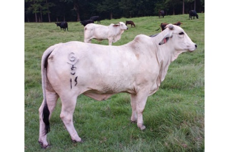 LOT 045- ROCKING G 5/19 / LOT 048- ROCKING G 1/19 (PICK 1)