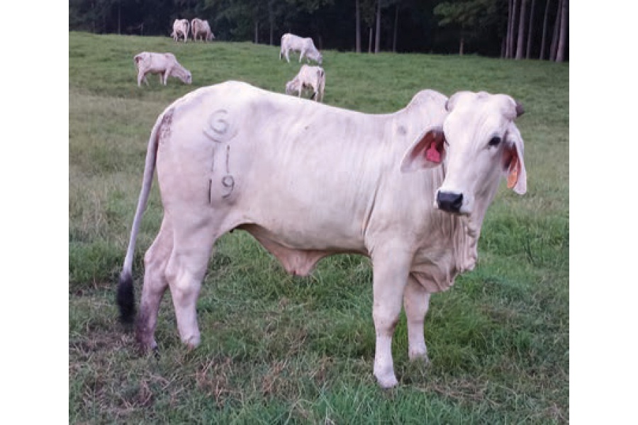 LOT 046- ROCKING G 11/19 /  LOT 047- ROCKING G 16/19 (PICK 1)