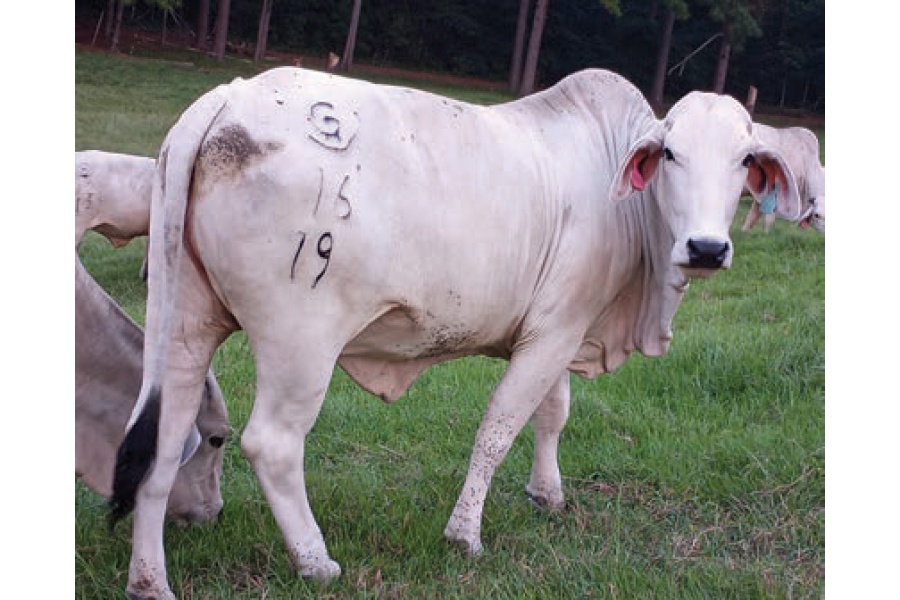 LOT 046- ROCKING G 11/19 /  LOT 047- ROCKING G 16/19 (PICK 2)