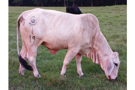 LOT 045- ROCKING G 5/19 / LOT 048- ROCKING G 1/19 (PICK 2)