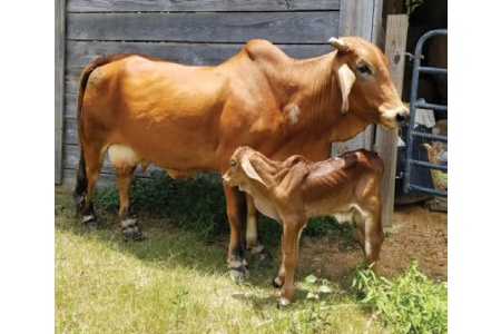 LOT 049- MS. HF 4/13