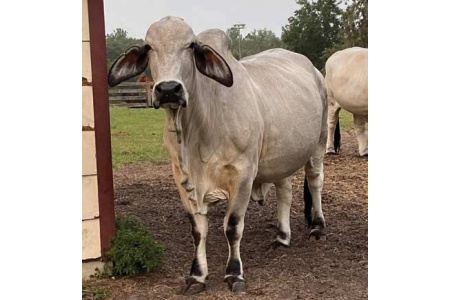 LOT 051- JDM REM KYLEE GRL 13/0