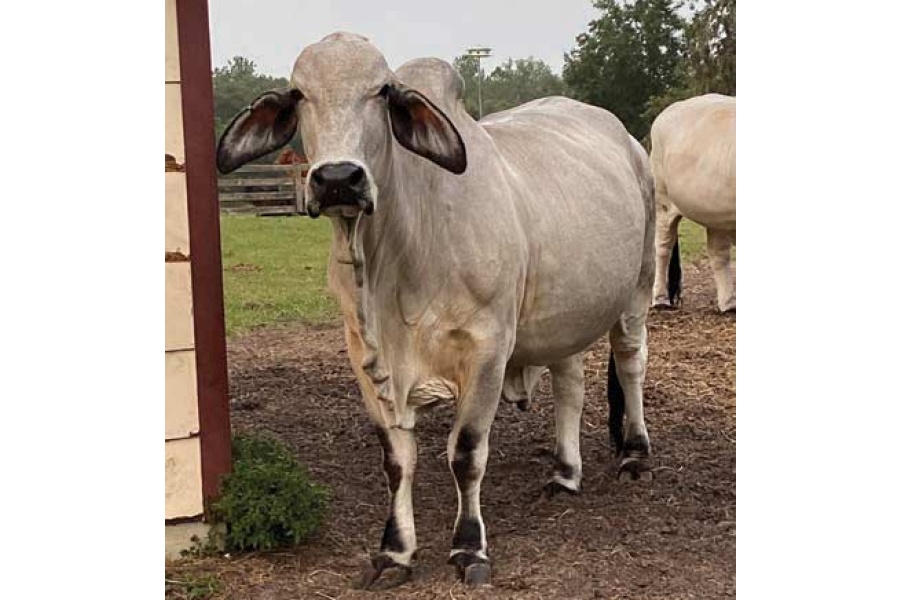 LOT 051- JDM REM KYLEE GRL 13/0
