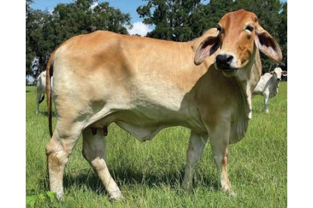 LOT 053- DC MISS ARIA