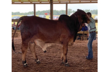 LOT 055- DC THE VULCAN