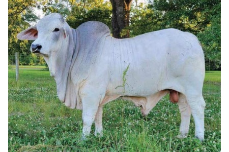 LOT 082- BCC MR. HUDSON MANSO 385/9