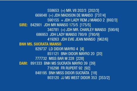 LOT 071 - B&G RACHEL’S JOE JOE MANSO / LOT 076 - BNH MS. SUCRATA MANSO (PICK 2)