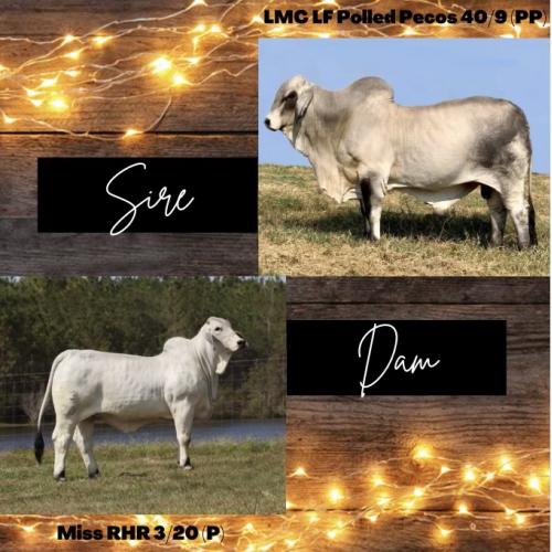 LOT 10 - LMC LF POLLED PECOS 40/9 (PP) X MISS RHR 3/20 (P) - EMBRYO PACKAGE