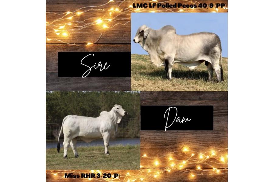 LOT 10 - LMC LF POLLED PECOS 40/9 (PP) X MISS RHR 3/20 (P) - EMBRYO PACKAGE